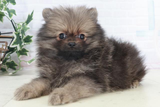 広島県のポメラニアン (Coo&RIKU東広島店/2025年9月25日生まれ/男の子/ウルフセーブル)の子犬の3枚目の画像