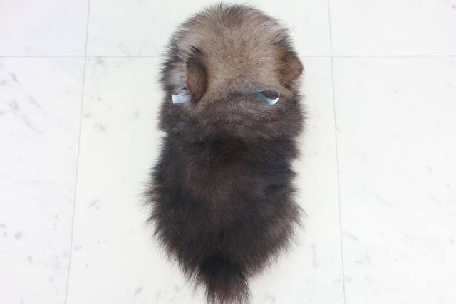 広島県のポメラニアン (Coo&RIKU東広島店/2025年9月25日生まれ/男の子/ウルフセーブル)の子犬の4枚目の画像