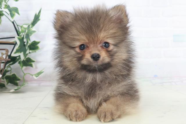 ポメラニアン