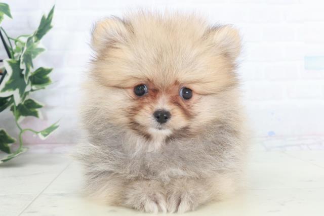 広島県のポメラニアン (Coo&RIKU広島中央店/2025年9月25日生まれ/女の子/オレンジセーブル)の子犬の1枚目の画像