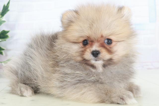 広島県のポメラニアン (Coo&RIKU広島中央店/2025年9月25日生まれ/女の子/オレンジセーブル)の子犬の2枚目の画像
