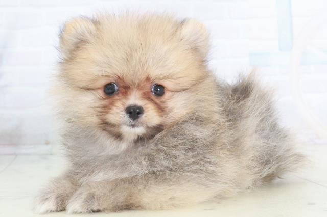 広島県のポメラニアン (Coo&RIKU広島中央店/2025年9月25日生まれ/女の子/オレンジセーブル)の子犬の3枚目の画像