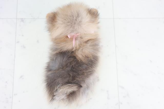 広島県のポメラニアン (Coo&RIKU広島中央店/2025年9月25日生まれ/女の子/オレンジセーブル)の子犬の4枚目の画像