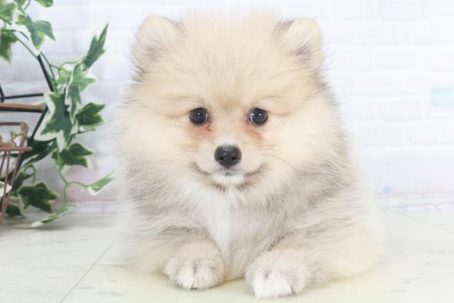 徳島県のポメラニアン (Coo&RIKU徳島店/2025年9月25日生まれ/女の子/クリームセーブル)の子犬の1枚目の画像