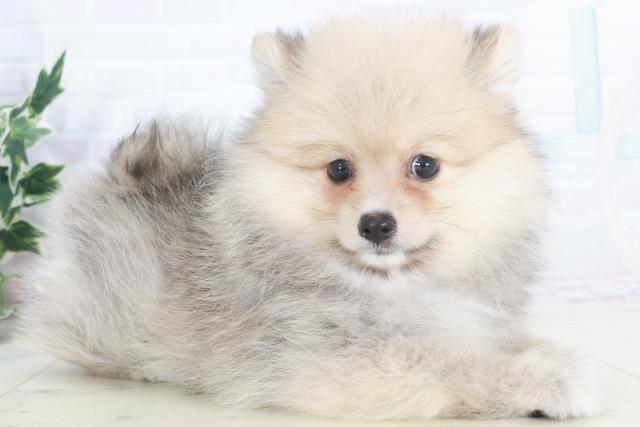 徳島県のポメラニアン (Coo&RIKU徳島店/2025年9月25日生まれ/女の子/クリームセーブル)の子犬の2枚目の画像