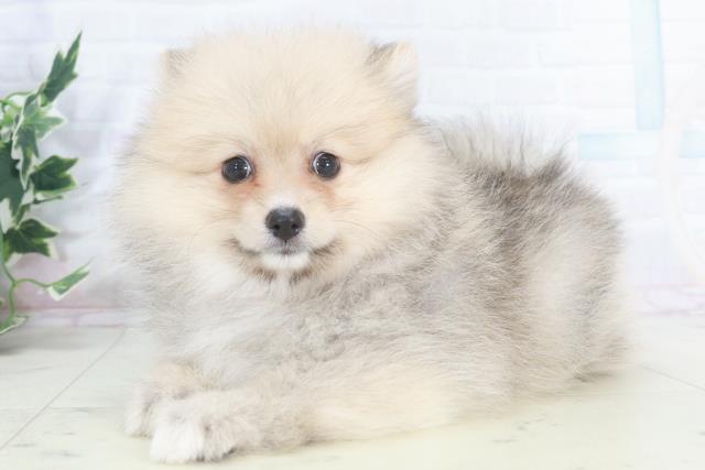 徳島県のポメラニアン (Coo&RIKU徳島店/2025年9月25日生まれ/女の子/クリームセーブル)の子犬の3枚目の画像