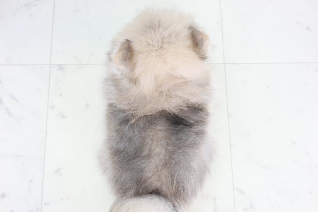 徳島県のポメラニアン (Coo&RIKU徳島店/2025年9月25日生まれ/女の子/クリームセーブル)の子犬の4枚目の画像