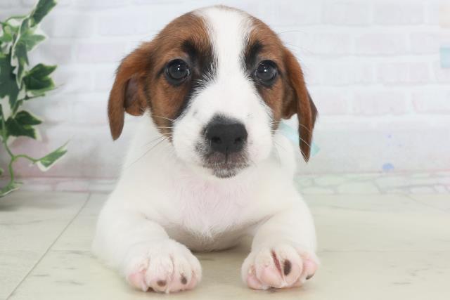 愛媛県のジャックラッセルテリア (Coo&RIKUイオンタウン川之江店/2025年9月26日生まれ/男の子/ホワイトタン)の子犬の1枚目の画像