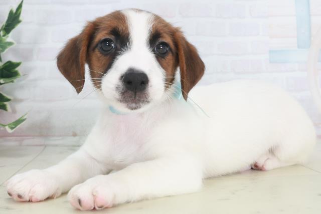 愛媛県のジャックラッセルテリア (Coo&RIKUイオンタウン川之江店/2025年9月26日生まれ/男の子/ホワイトタン)の子犬の3枚目の画像