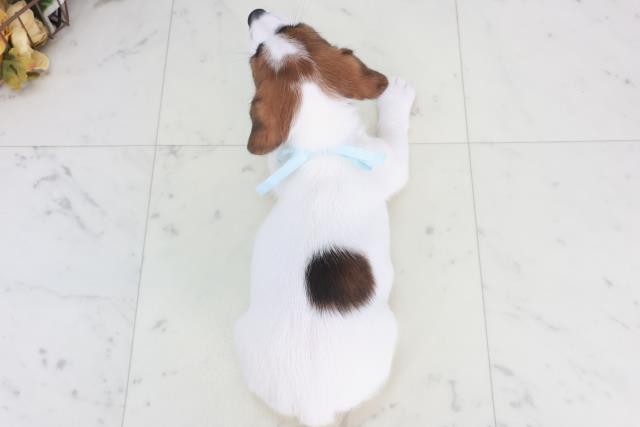 愛媛県のジャックラッセルテリア (Coo&RIKUイオンタウン川之江店/2025年9月26日生まれ/男の子/ホワイトタン)の子犬の4枚目の画像
