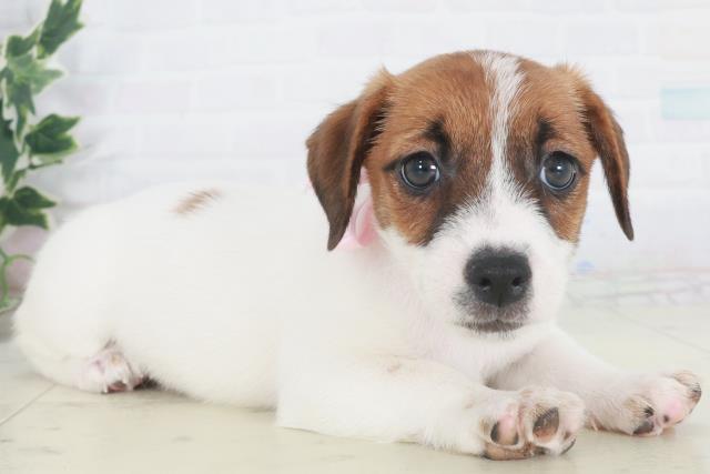 鳥取県のジャックラッセルテリア (Coo&RIKUラ・ムー鳥取東店/2025年9月26日生まれ/女の子/ホワイトタン)の子犬の2枚目の画像