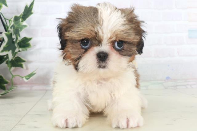 香川県のシーズー (Coo&RIKU高松上福岡店/2025年9月26日生まれ/女の子/ホワイトゴールド)の子犬の1枚目の画像