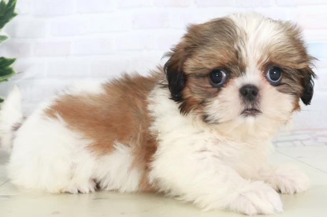 香川県のシーズー (Coo&RIKU高松上福岡店/2025年9月26日生まれ/女の子/ホワイトゴールド)の子犬の2枚目の画像