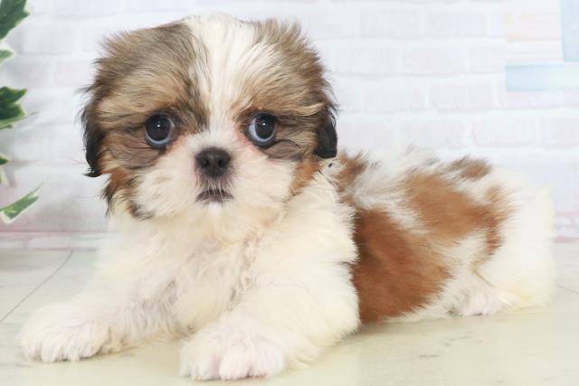 香川県のシーズー (Coo&RIKU高松上福岡店/2025年9月26日生まれ/女の子/ホワイトゴールド)の子犬の3枚目の画像