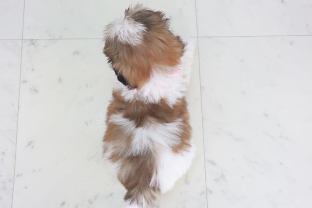 香川県のシーズー (Coo&RIKU高松上福岡店/2025年9月26日生まれ/女の子/ホワイトゴールド)の子犬の4枚目の画像