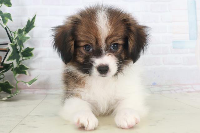 山口県のパピヨン (Coo&RIKUサンパークあじす店/2025年9月27日生まれ/男の子/ホワイトブラウン)の子犬