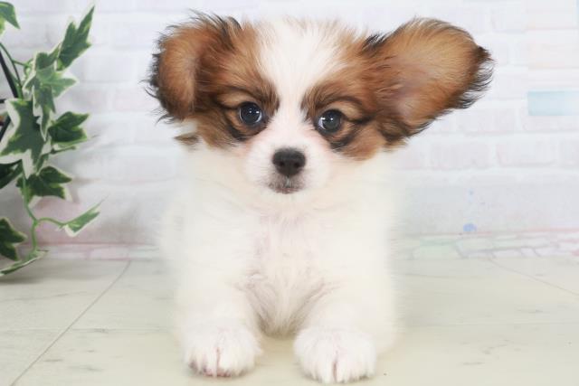 香川県のパピヨン (Coo&RIKU高松上福岡店/2025年9月27日生まれ/男の子/ホワイトブラウン)の子犬の1枚目の画像