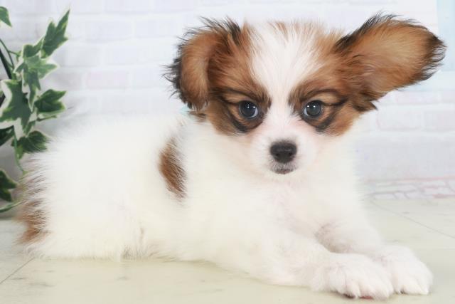 香川県のパピヨン (Coo&RIKU高松上福岡店/2025年9月27日生まれ/男の子/ホワイトブラウン)の子犬の2枚目の画像