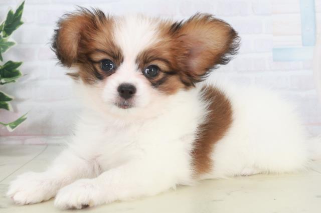 香川県のパピヨン (Coo&RIKU高松上福岡店/2025年9月27日生まれ/男の子/ホワイトブラウン)の子犬の3枚目の画像