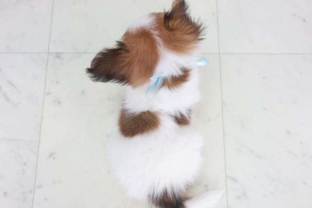 香川県のパピヨン (Coo&RIKU高松上福岡店/2025年9月27日生まれ/男の子/ホワイトブラウン)の子犬の4枚目の画像