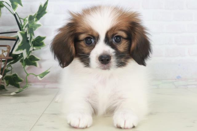 鳥取県のパピヨン (Coo&RIKUラ・ムー鳥取東店/2025年9月27日生まれ/女の子/ホワイトブラウン)の子犬の1枚目の画像