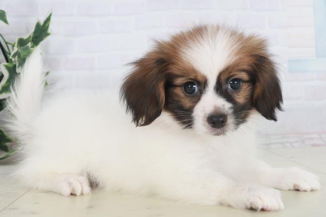 鳥取県のパピヨン (Coo&RIKUラ・ムー鳥取東店/2025年9月27日生まれ/女の子/ホワイトブラウン)の子犬の2枚目の画像