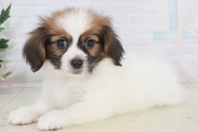 鳥取県のパピヨン (Coo&RIKUラ・ムー鳥取東店/2025年9月27日生まれ/女の子/ホワイトブラウン)の子犬の3枚目の画像