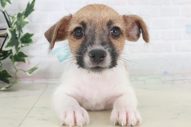 ジャックラッセルテリア