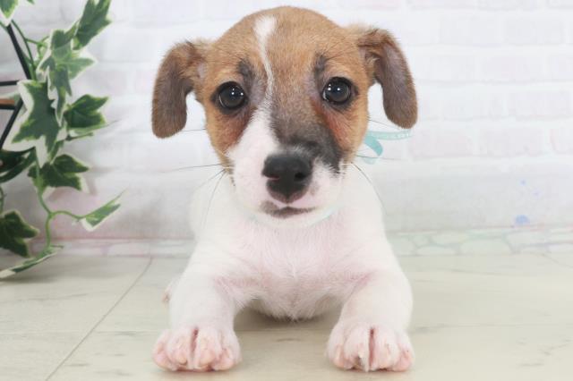 宮崎県のジャックラッセルテリア (Coo&RIKU宮崎店/2025年9月27日生まれ/男の子/タンホワイト)の子犬の1枚目の画像