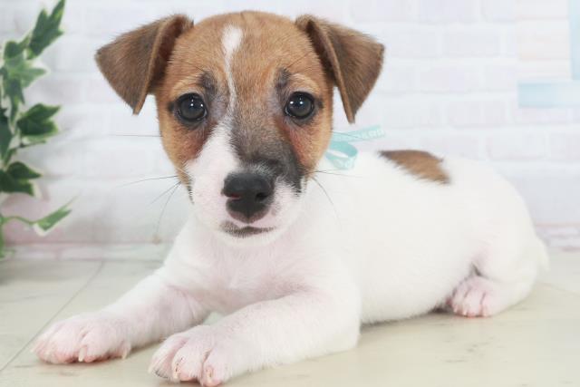 宮崎県のジャックラッセルテリア (Coo&RIKU宮崎店/2025年9月27日生まれ/男の子/タンホワイト)の子犬の3枚目の画像