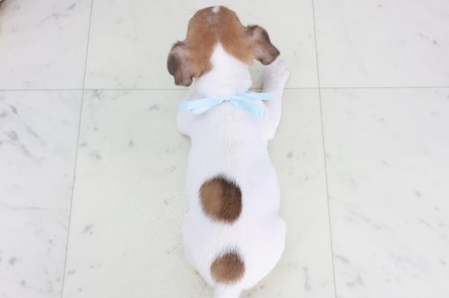 宮崎県のジャックラッセルテリア (Coo&RIKU宮崎店/2025年9月27日生まれ/男の子/タンホワイト)の子犬の4枚目の画像