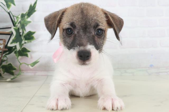 大分県のジャックラッセルテリア (Coo&RIKU大分店/2025年9月27日生まれ/女の子/タンホワイト)の子犬の1枚目の画像