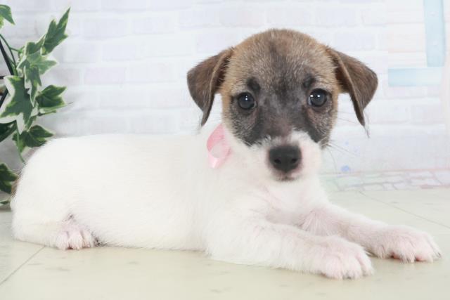 大分県のジャックラッセルテリア (Coo&RIKU大分店/2025年9月27日生まれ/女の子/タンホワイト)の子犬の2枚目の画像