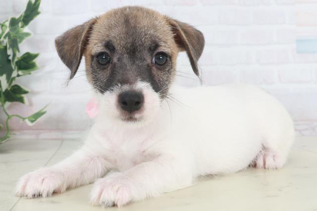 大分県のジャックラッセルテリア (Coo&RIKU大分店/2025年9月27日生まれ/女の子/タンホワイト)の子犬の3枚目の画像