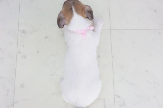 大分県のジャックラッセルテリア (Coo&RIKU大分店/2025年9月27日生まれ/女の子/タンホワイト)の子犬の4枚目の画像