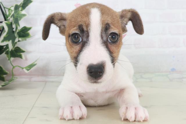 鹿児島県のジャックラッセルテリア (Coo&RIKU霧島店/2025年9月27日生まれ/女の子/タンホワイト)の子犬の1枚目の画像