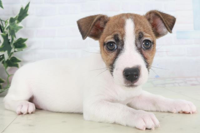 鹿児島県のジャックラッセルテリア (Coo&RIKU霧島店/2025年9月27日生まれ/女の子/タンホワイト)の子犬の2枚目の画像