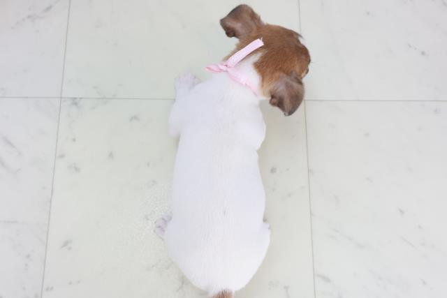 鹿児島県のジャックラッセルテリア (Coo&RIKU霧島店/2025年9月27日生まれ/女の子/タンホワイト)の子犬の4枚目の画像
