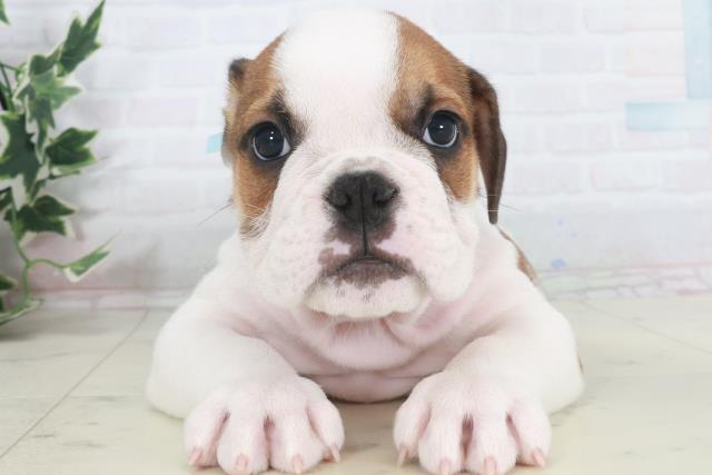 山口県のブルドッグ (Coo&RIKUサンパークあじす店/2025年9月27日生まれ/男の子/レッドホワイト)の子犬の1枚目の画像