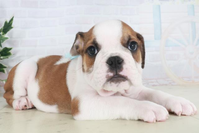 山口県のブルドッグ (Coo&RIKUサンパークあじす店/2025年9月27日生まれ/男の子/レッドホワイト)の子犬の2枚目の画像