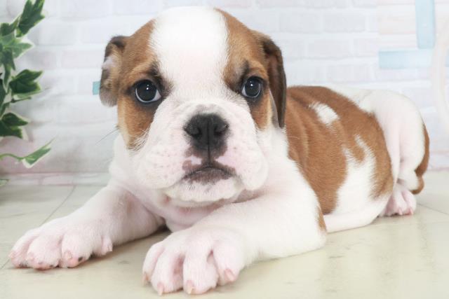 山口県のブルドッグ (Coo&RIKUサンパークあじす店/2025年9月27日生まれ/男の子/レッドホワイト)の子犬の3枚目の画像