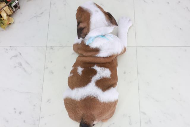 山口県のブルドッグ (Coo&RIKUサンパークあじす店/2025年9月27日生まれ/男の子/レッドホワイト)の子犬の4枚目の画像