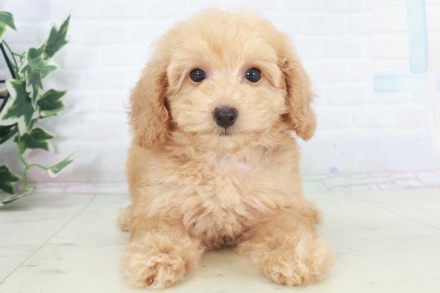 愛媛県のトイプードル(トイ) (Coo&RIKU愛媛松山店/2025年9月27日生まれ/女の子/ペールフォーン)の子犬
