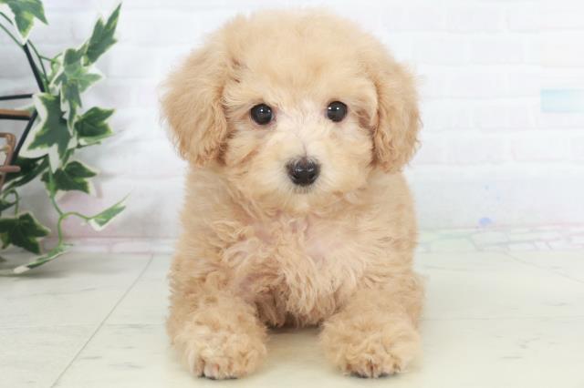 広島県のトイプードル(トイ) (Coo&RIKU東広島店/2025年9月27日生まれ/女の子/ペールフォーン)の子犬の1枚目の画像