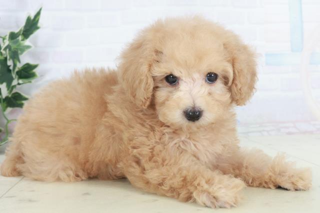 広島県のトイプードル(トイ) (Coo&RIKU東広島店/2025年9月27日生まれ/女の子/ペールフォーン)の子犬の2枚目の画像