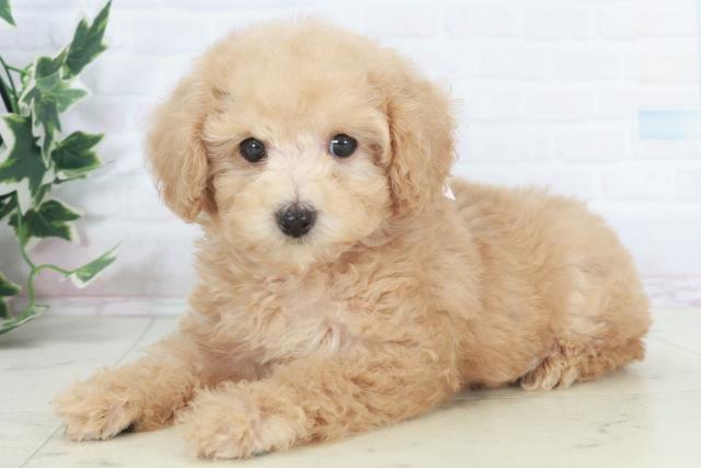 広島県のトイプードル(トイ) (Coo&RIKU東広島店/2025年9月27日生まれ/女の子/ペールフォーン)の子犬の3枚目の画像