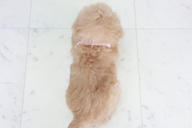 広島県のトイプードル(トイ) (Coo&RIKU東広島店/2025年9月27日生まれ/女の子/ペールフォーン)の子犬の4枚目の画像