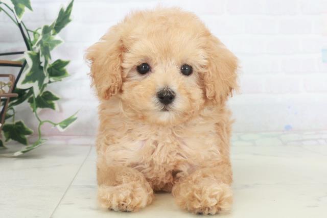 高知県のトイプードル(トイ) (Coo&RIKUのいち店/2025年9月27日生まれ/女の子/ペールフォーン)の子犬の1枚目の画像