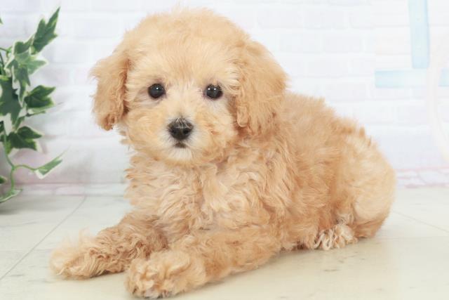 高知県のトイプードル(トイ) (Coo&RIKUのいち店/2025年9月27日生まれ/女の子/ペールフォーン)の子犬の3枚目の画像