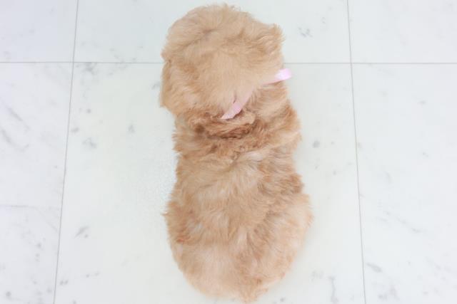 高知県のトイプードル(トイ) (Coo&RIKUのいち店/2025年9月27日生まれ/女の子/ペールフォーン)の子犬の4枚目の画像